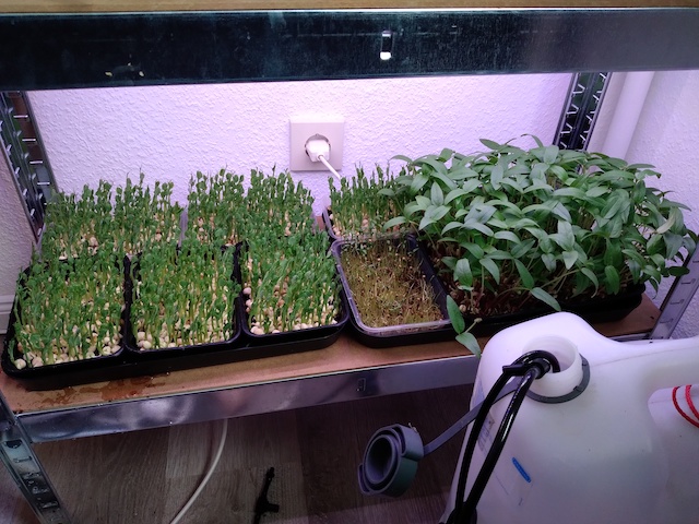 Yarve Microgreens